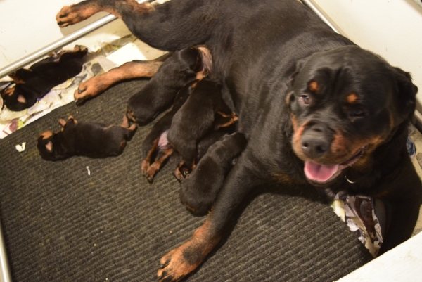 Rottweiler puppies