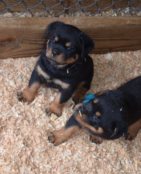 Brena x Niko pups