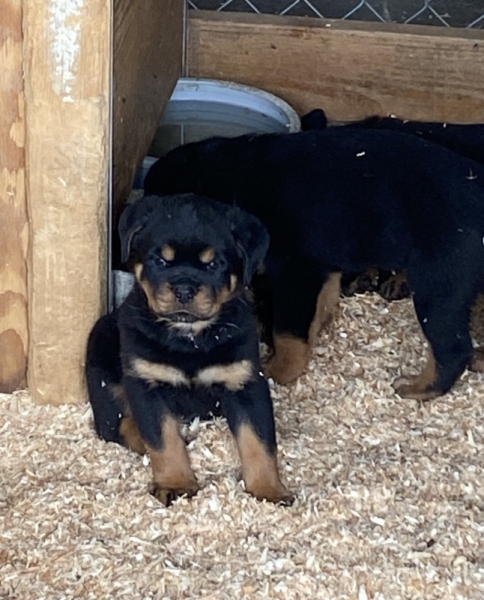 Brena x Niko pups