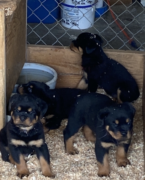 Brena x Niko pups
