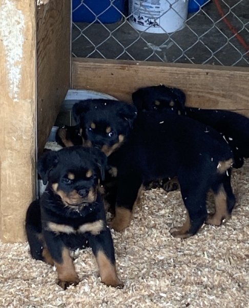Brena x Niko pups