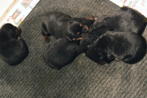 Rottweiler puppies