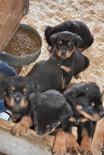 Svala x Pacco pups
