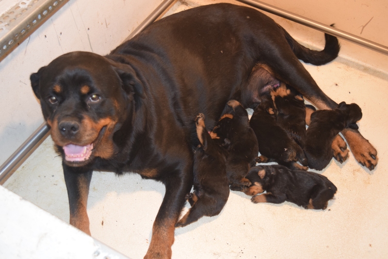 Svala x Pacco pups